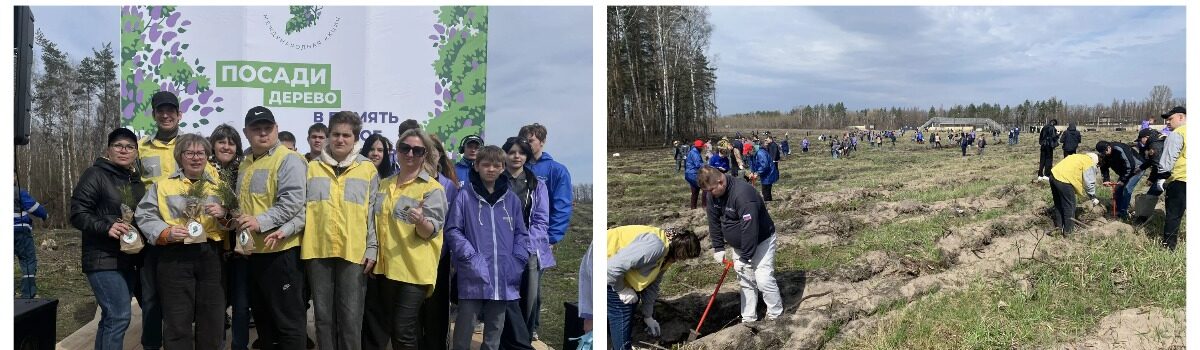 Посадка сосен в Грязинском районе
